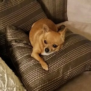 Meet your Posher, Al